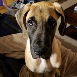 Meet your Posher, Dennis